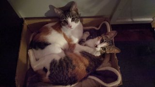 Sleeve &amp; Peach  - Domestic Short Hair Cat