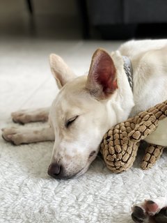 Phoebe cuddling with Dino