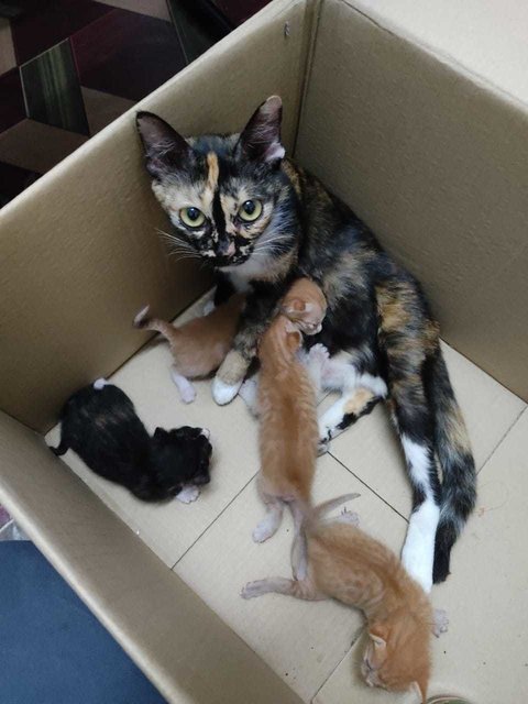 Coreng And Kittens - Domestic Short Hair Cat