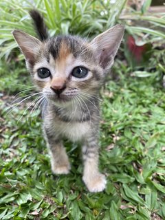 Eley &amp; Tigger  - Domestic Short Hair Cat