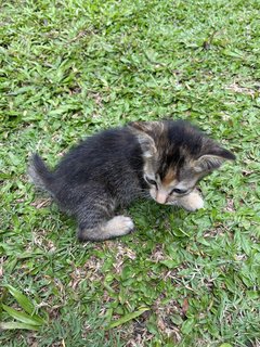 Eley &amp; Tigger  - Domestic Short Hair Cat