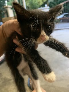 Kopi O And Koala - Domestic Long Hair Cat