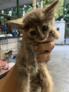 Kopi O And Koala - Domestic Long Hair Cat