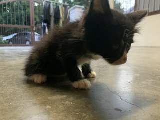 Kopi O And Koala - Domestic Long Hair Cat