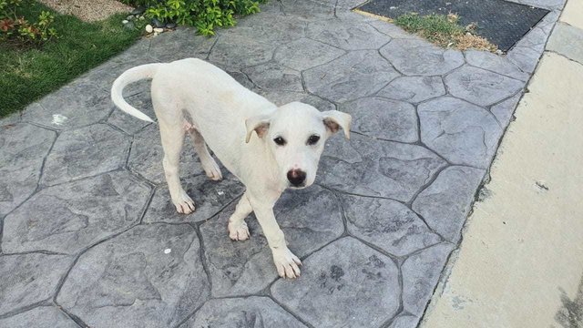 Adorable Stray Dogs - Mixed Breed Dog