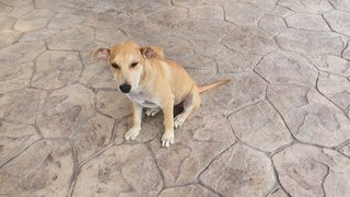 Adorable Stray Dogs - Mixed Breed Dog