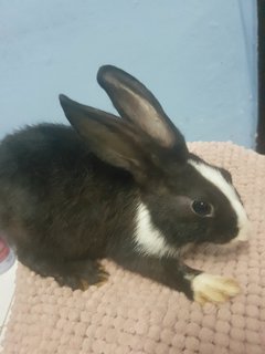 Bunny For Adopt - Bunny Rabbit Rabbit