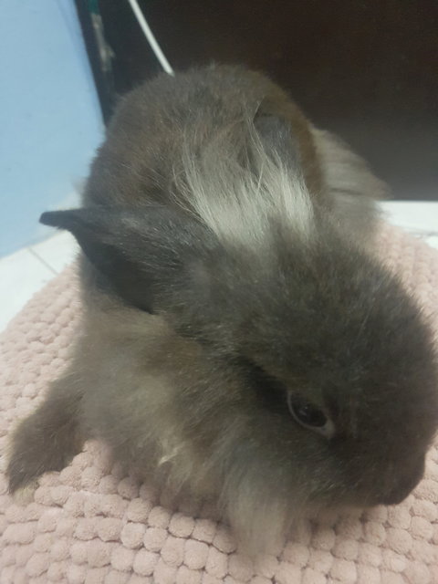 Fluffy Bunny - Lionhead + Holland Lop Rabbit