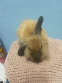 Fluffy Bunny - Lionhead + Holland Lop Rabbit