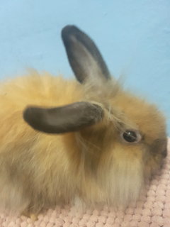 Fluffy Bunny - Lionhead + Holland Lop Rabbit