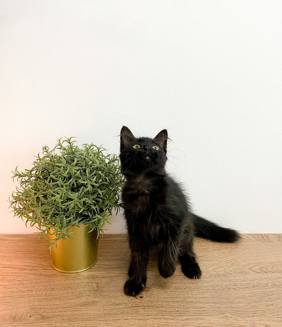 Toothless - Domestic Long Hair + Domestic Medium Hair Cat