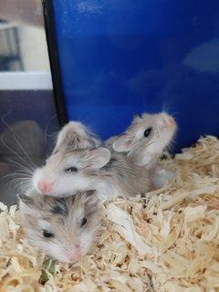 Roborovski Pups - Roborovsky's Hamster Hamster