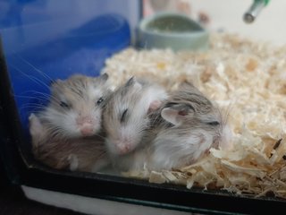 Roborovski Pups - Roborovsky's Hamster Hamster