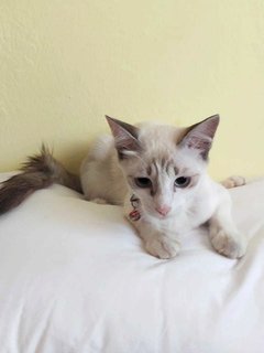 Sago - Siamese Cat