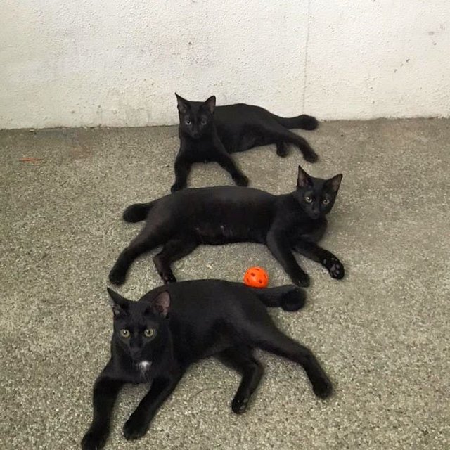 Tic, Tac And Toe  - Bombay Cat