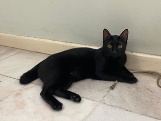 Tic, Tac And Toe  - Bombay Cat