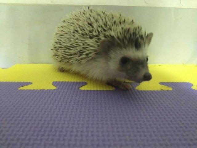 Pudding - Hedgehog Small & Furry