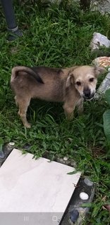 3 Mixed  Puppies  - Mixed Breed Dog