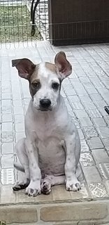 3 Mixed  Puppies  - Mixed Breed Dog