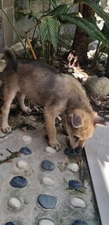 3 Mixed  Puppies  - Mixed Breed Dog