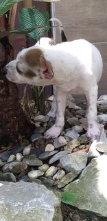 3 Mixed  Puppies  - Mixed Breed Dog