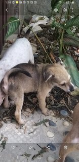 3 Mixed  Puppies  - Mixed Breed Dog