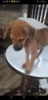 3 Mixed  Puppies  - Mixed Breed Dog