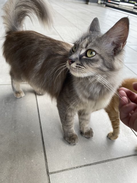 Misty  - Domestic Long Hair Cat