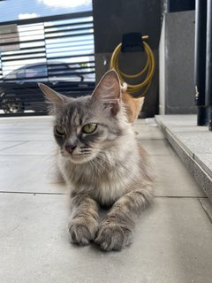 Misty  - Domestic Long Hair Cat