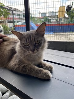 Misty  - Domestic Long Hair Cat