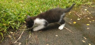 Kitty - Tuxedo + Domestic Medium Hair Cat