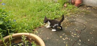 Kitty - Tuxedo + Domestic Medium Hair Cat