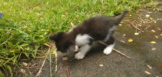 Kitty - Tuxedo + Domestic Medium Hair Cat