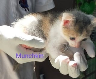 Munchkin - Calico + Domestic Medium Hair Cat