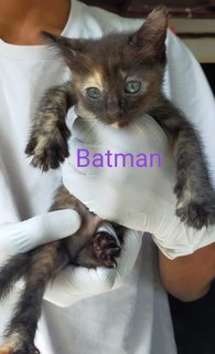 Batman - Tortoiseshell + Domestic Medium Hair Cat