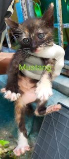 Mustang - Tortoiseshell + Domestic Medium Hair Cat