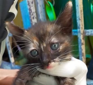 Mustang - Tortoiseshell + Domestic Medium Hair Cat