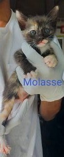 2 month old Molasse