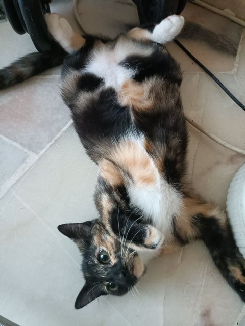 Molasse - Tortoiseshell + Domestic Medium Hair Cat