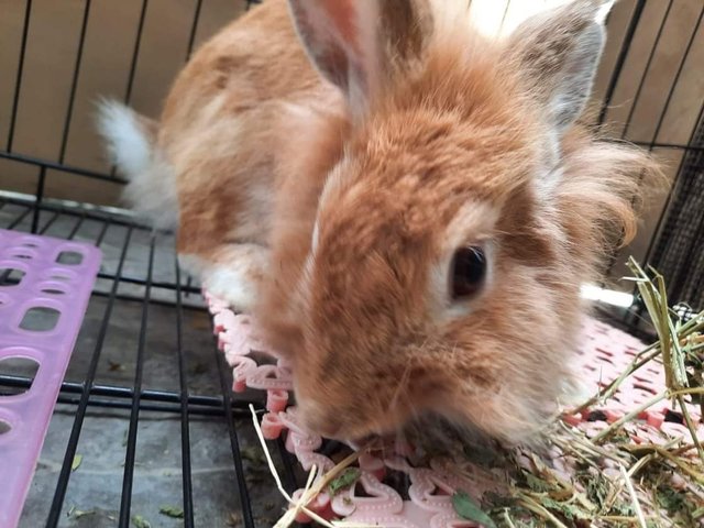 1 Female Rabbits - Wawasan Puchong - Bunny Rabbit Rabbit