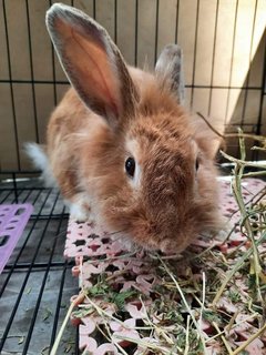 1 Female Rabbits - Wawasan Puchong - Bunny Rabbit Rabbit