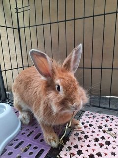 1 Female Rabbits - Wawasan Puchong - Bunny Rabbit Rabbit