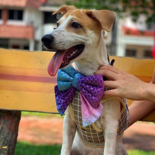 Popsoda  - Mixed Breed Dog