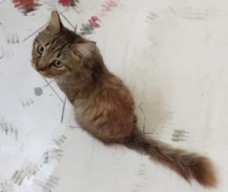 Jupiter - Domestic Medium Hair + Maine Coon Cat