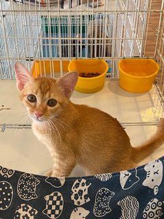Mickko - Domestic Medium Hair Cat