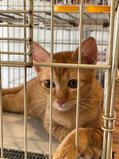 Mickko - Domestic Medium Hair Cat