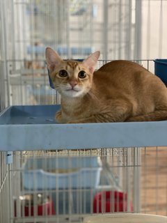 Mickko - Domestic Medium Hair Cat