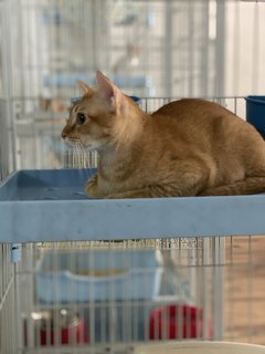 Mickko - Domestic Medium Hair Cat