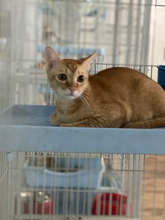Mickko - Domestic Medium Hair Cat