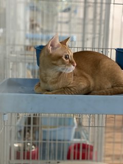 Mickko - Domestic Medium Hair Cat